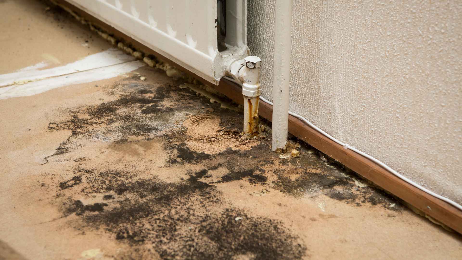 Mold Remediation Near Me